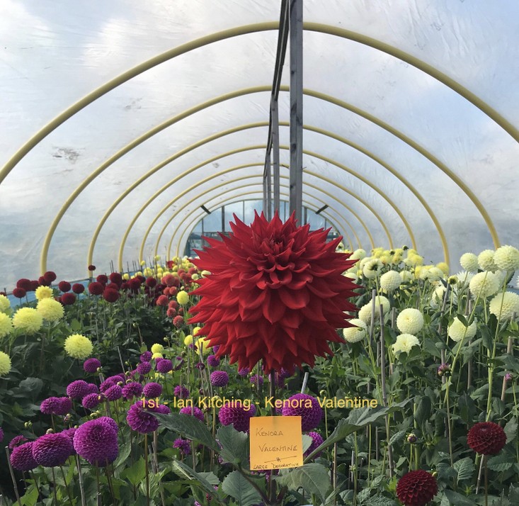 Competition 2020 Darlington Chrysanthemum and Dahlia Society