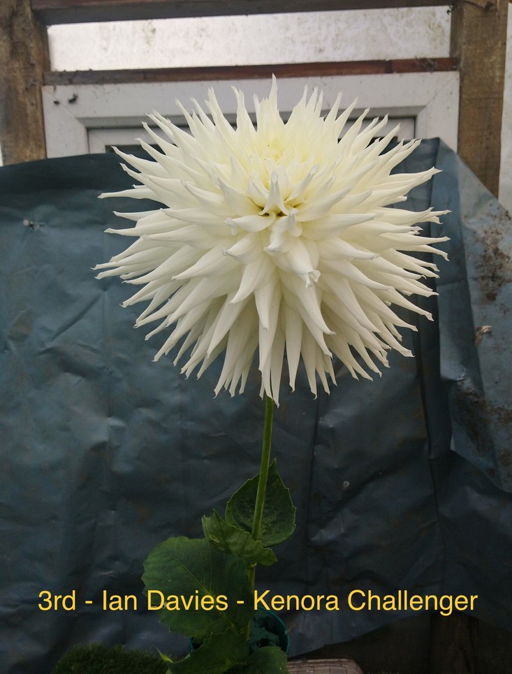 Competition 2020 Darlington Chrysanthemum and Dahlia Society