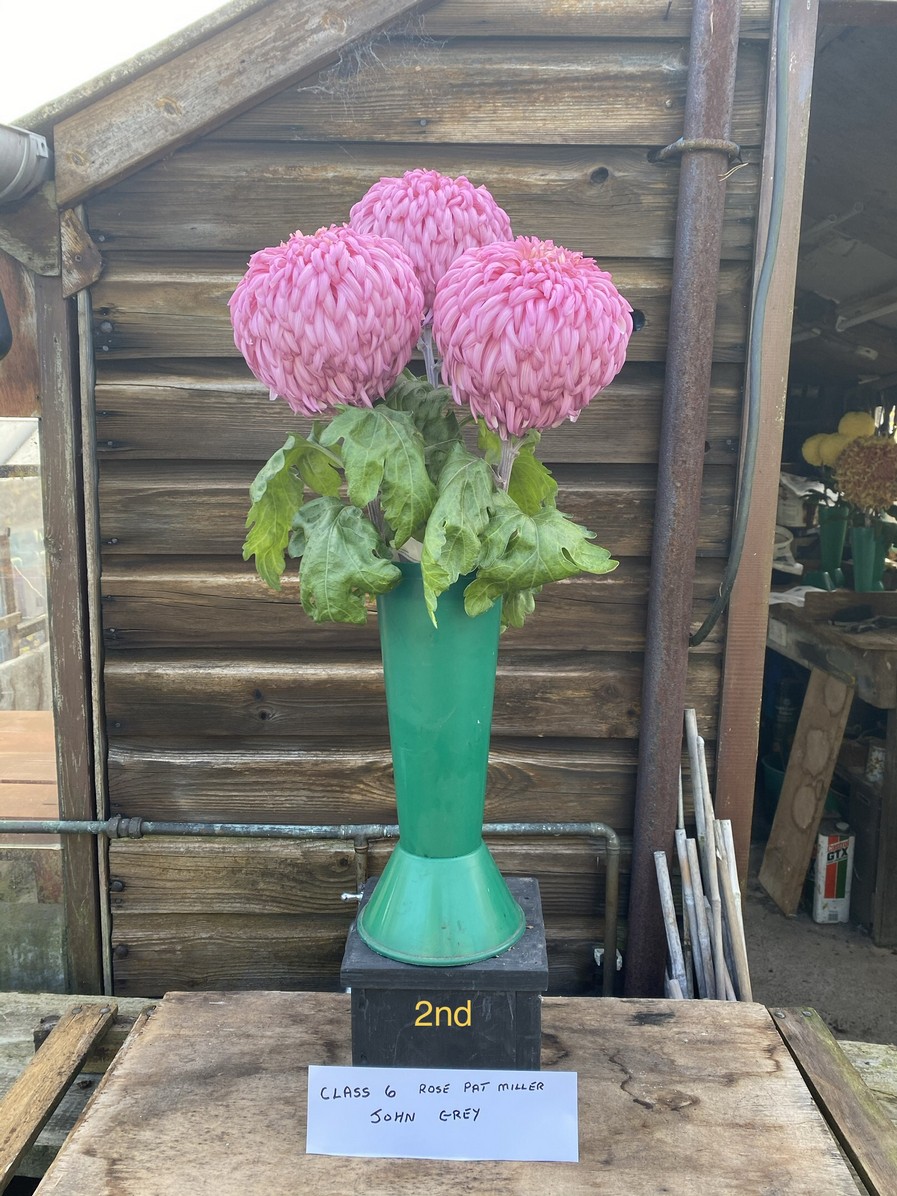 2020virtuallateshow Darlington Chrysanthemum and Dahlia Society