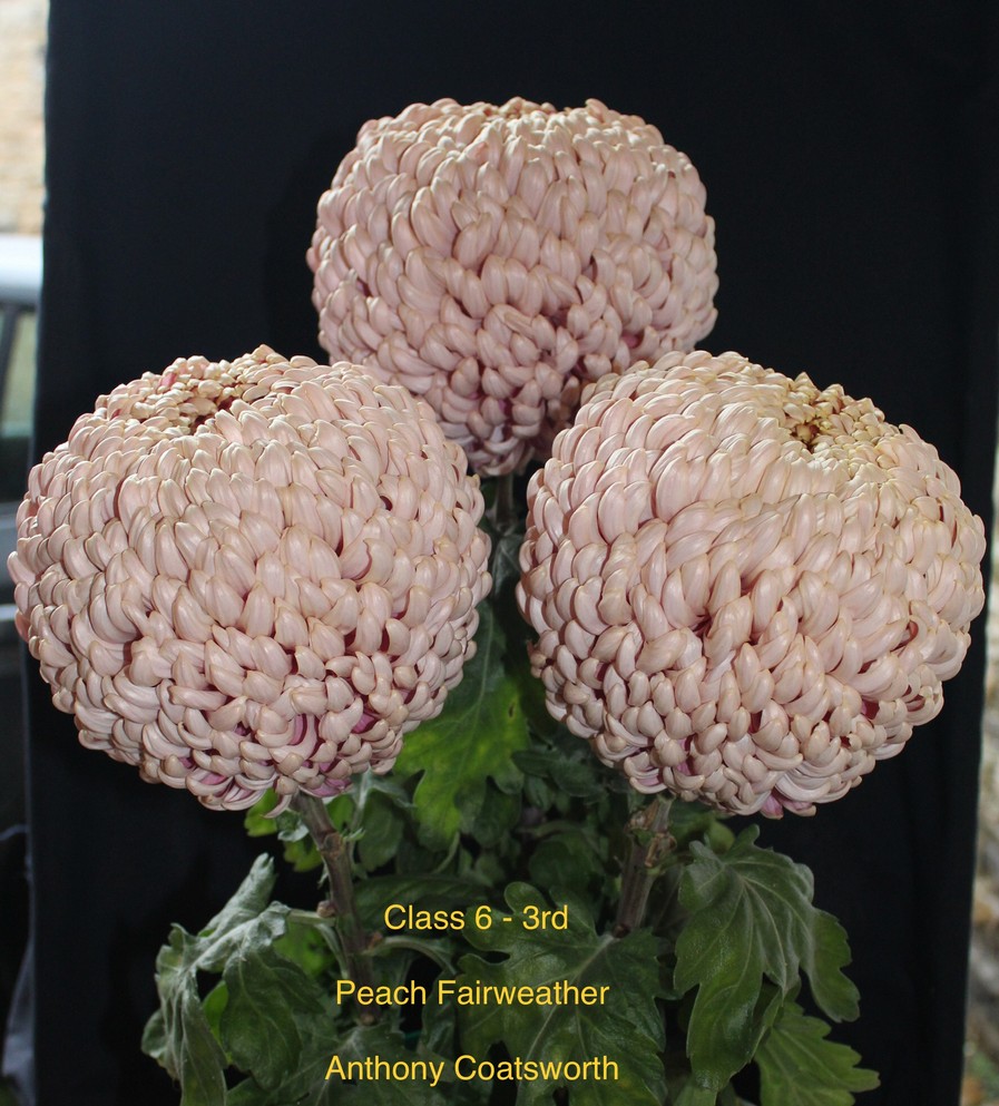 2020virtuallateshow Darlington Chrysanthemum and Dahlia Society