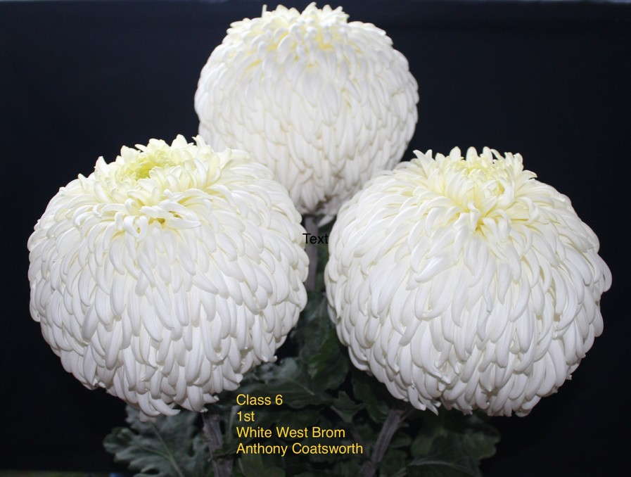 2020virtuallateshow Darlington Chrysanthemum and Dahlia Society