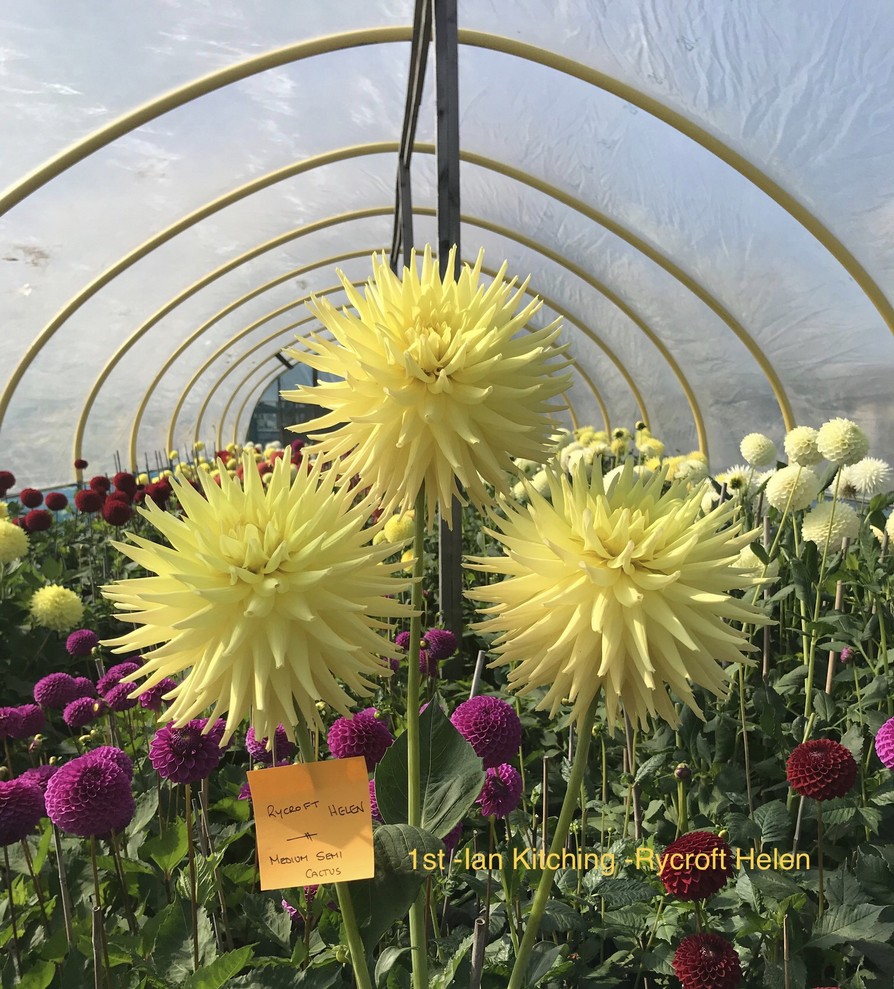 Competition 2020 Darlington Chrysanthemum and Dahlia Society
