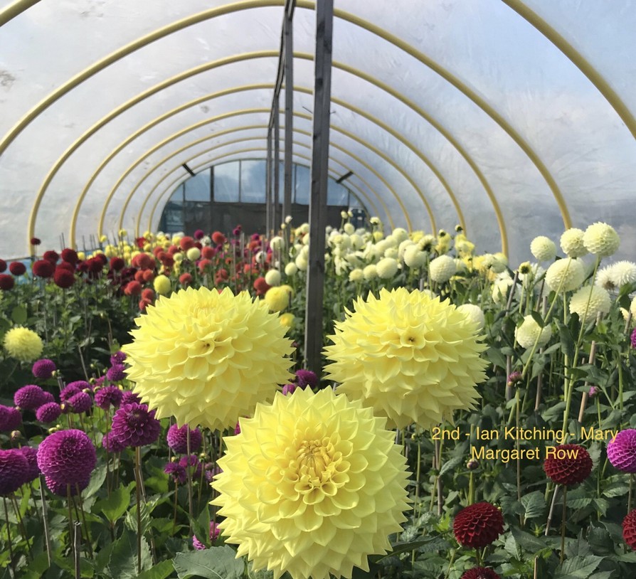 Competition 2020 Darlington Chrysanthemum and Dahlia Society