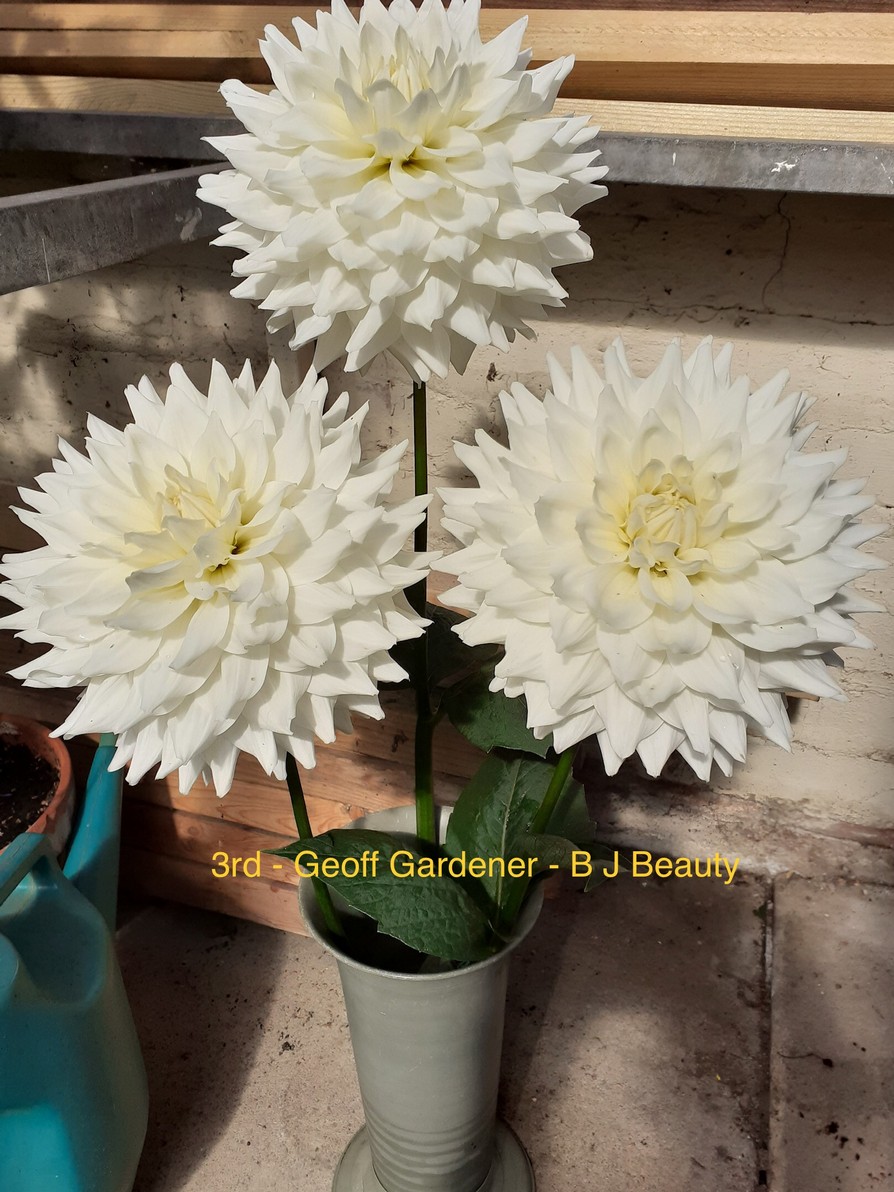 Competition 2020 Darlington Chrysanthemum and Dahlia Society