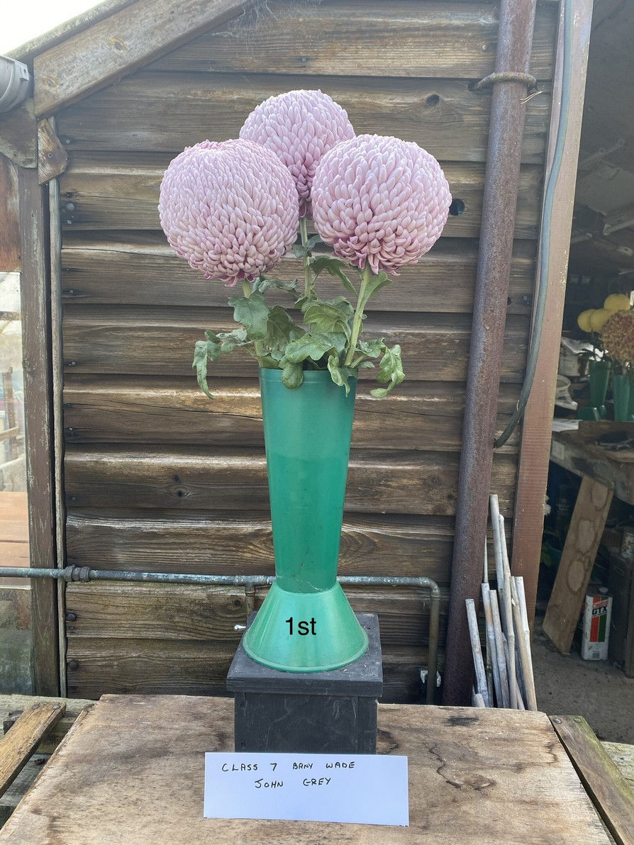 2020virtuallateshow Darlington Chrysanthemum and Dahlia Society