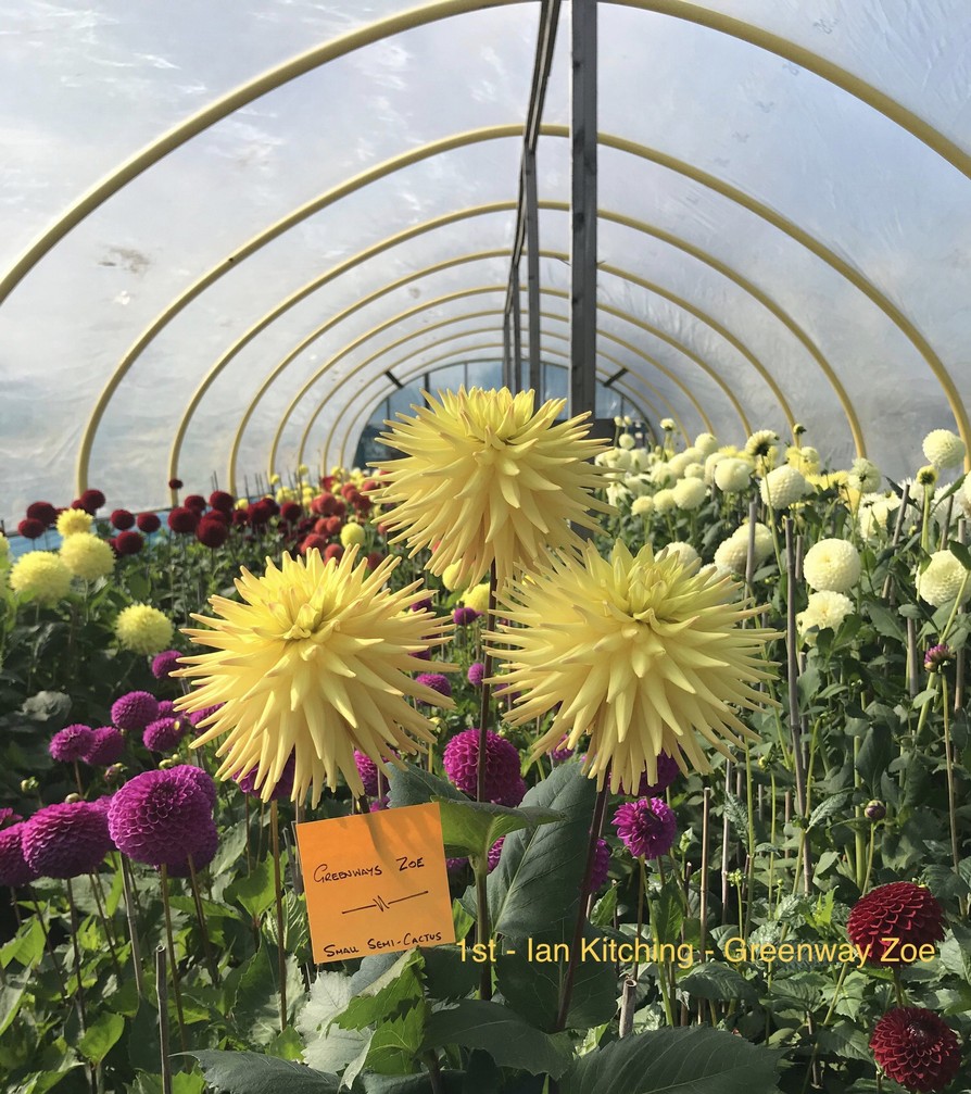 Competition 2020 Darlington Chrysanthemum and Dahlia Society