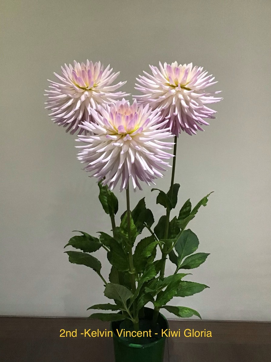 Competition 2020 Darlington Chrysanthemum and Dahlia Society