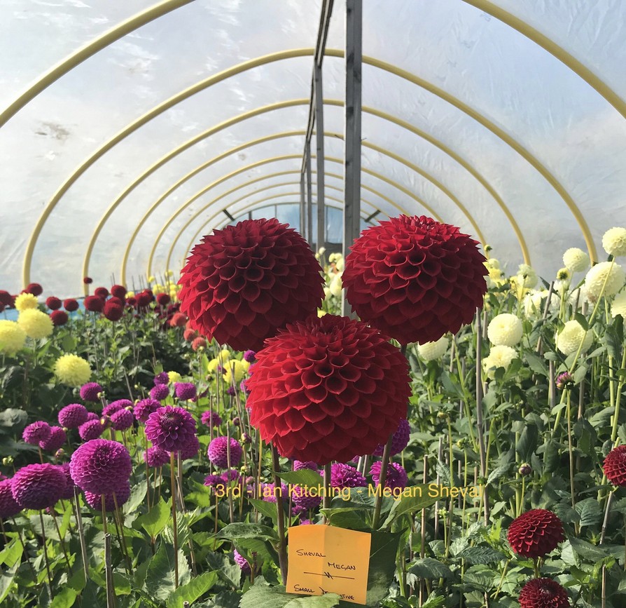 Competition 2020 Darlington Chrysanthemum and Dahlia Society