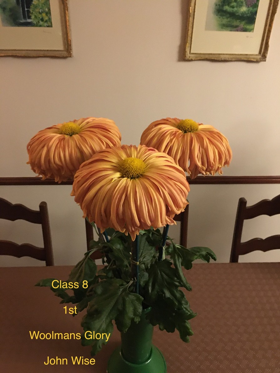 2020results Darlington Chrysanthemum and Dahlia Society