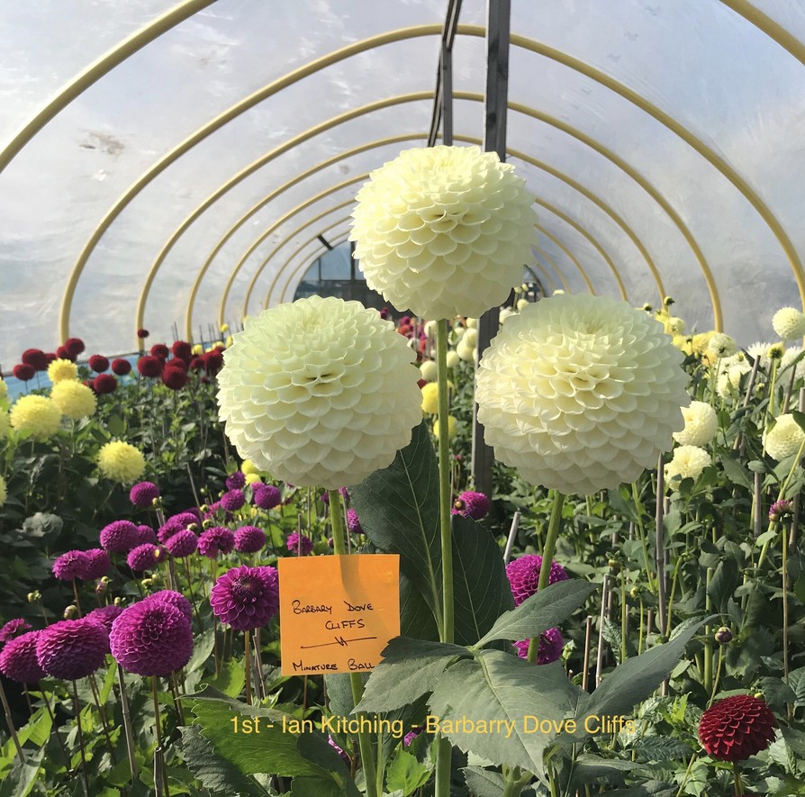 Competition 2020 Darlington Chrysanthemum and Dahlia Society