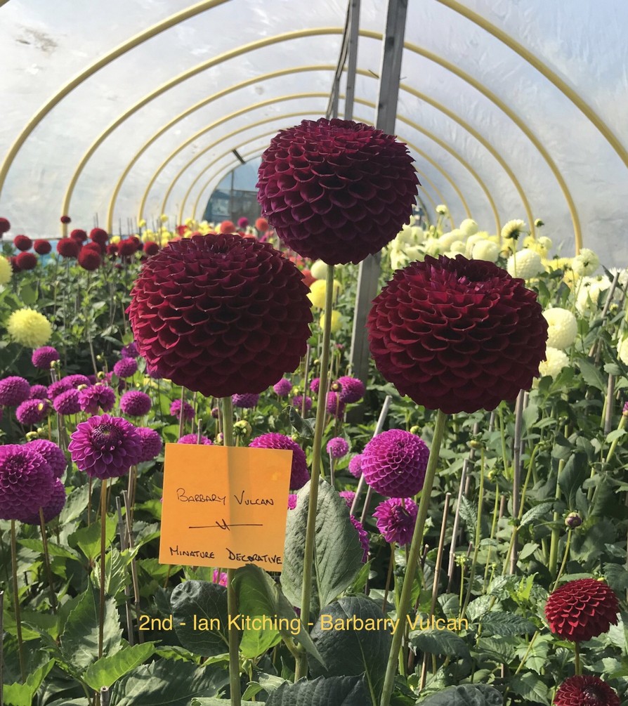 Competition 2020 Darlington Chrysanthemum and Dahlia Society