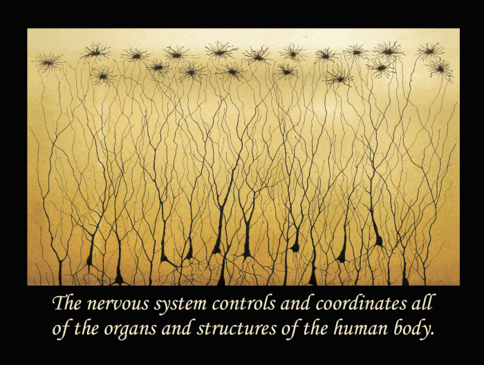 Nervous System Quote Poster 18 x 24