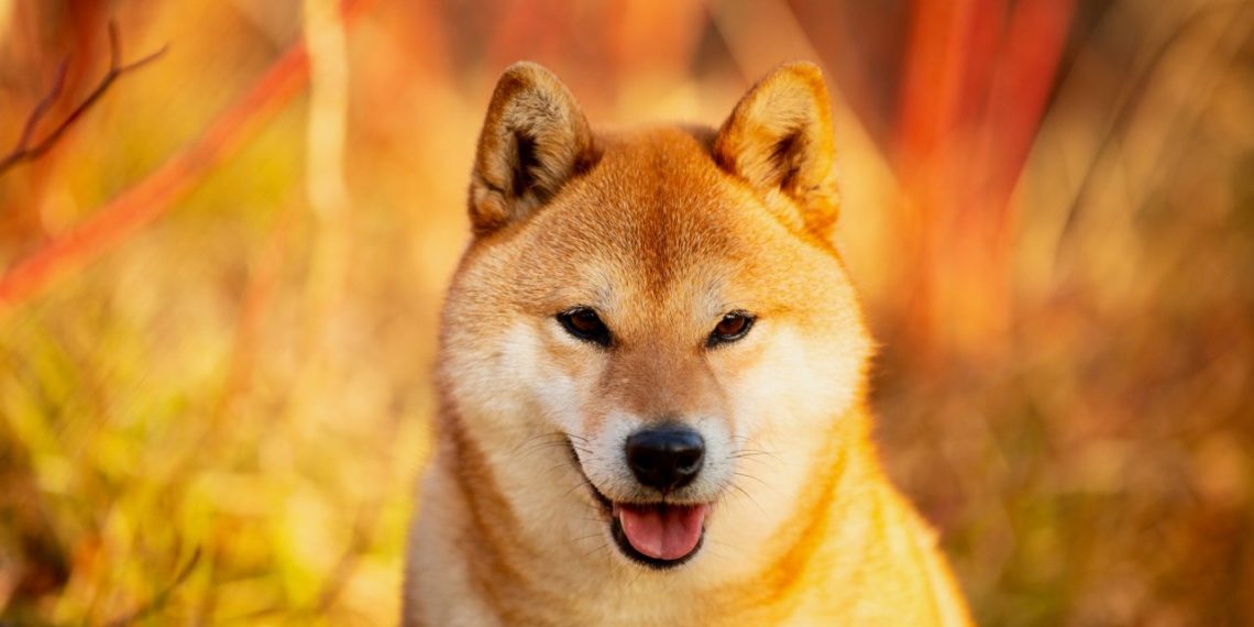 Baby DOGE Skyrocketes 90 After New Elon Musk Tweets Analysis