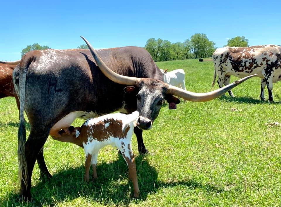 ROWDY HR x HL RINGER Heifer