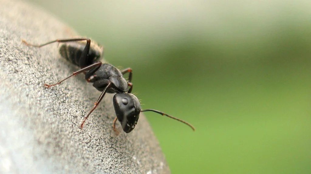 6 Steps To Getting Rid Of Ants From Your Property Dea5