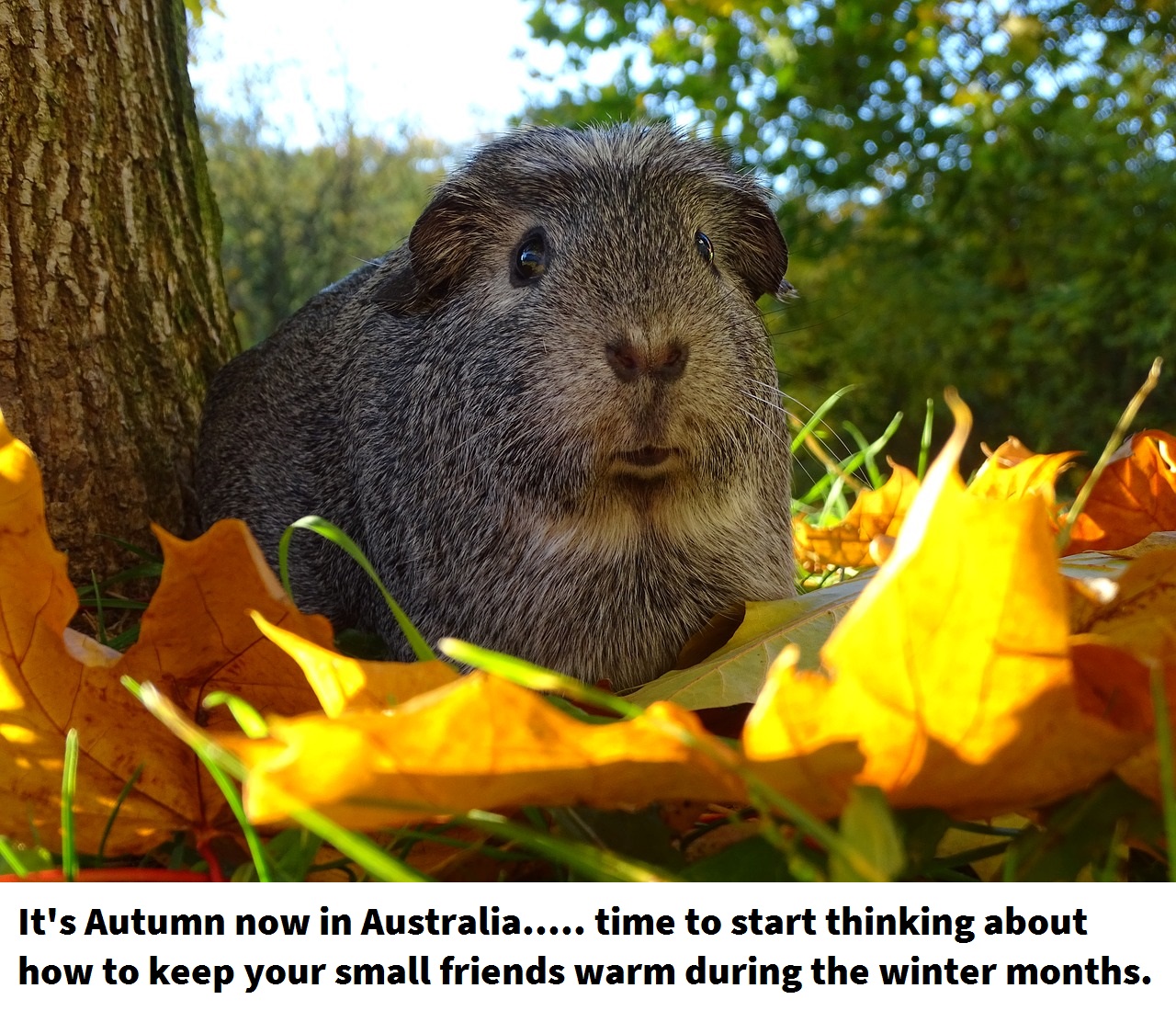 Deano Designs Perth Quality Handmade Creations for Pets