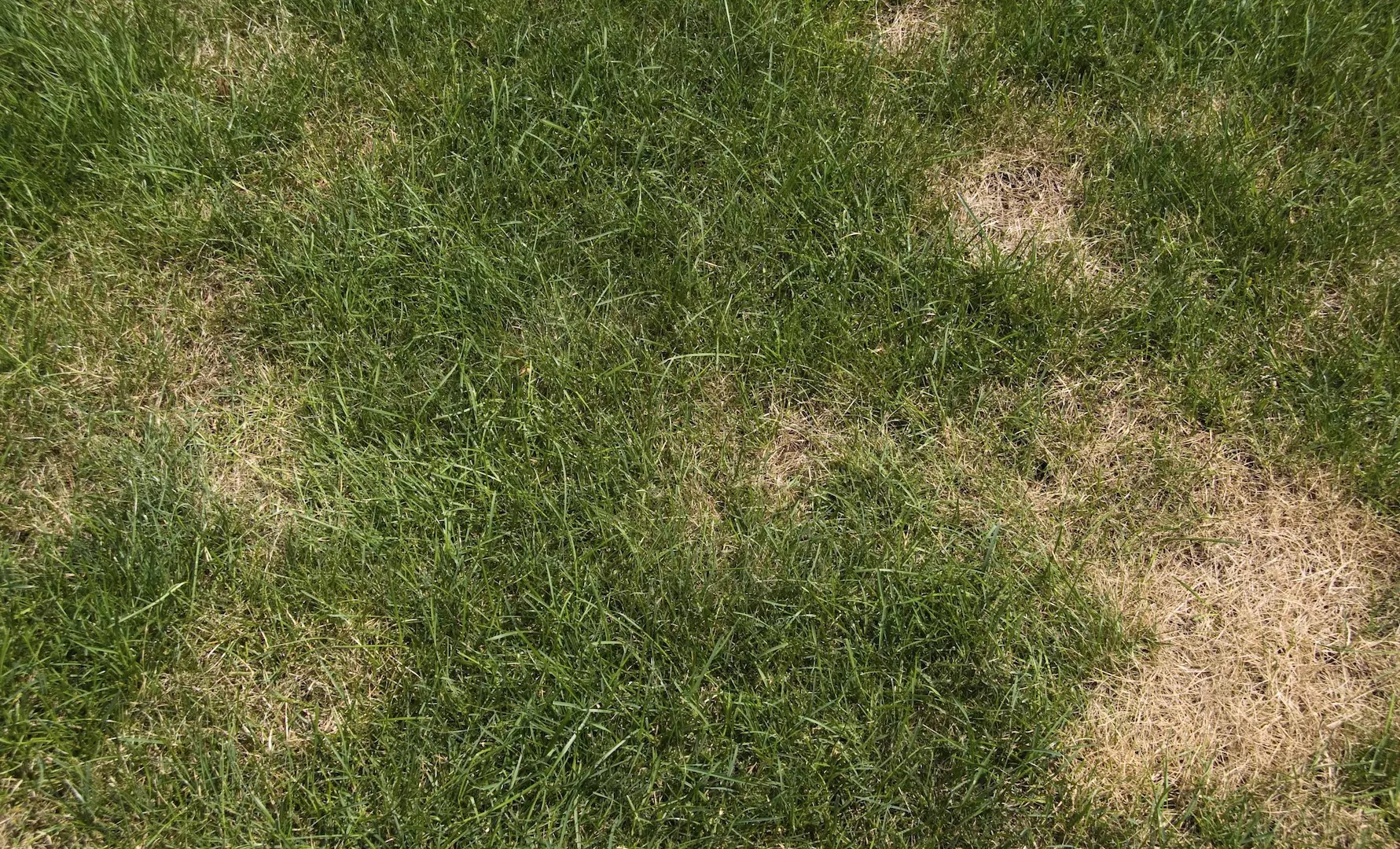 5 Most Common Lawn Diseases in Florida Picture Identification
