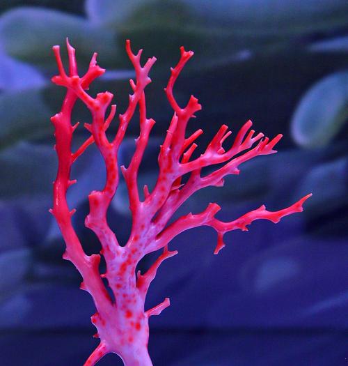 Coral Meaning Discover the Significance of This Unique Gemstone