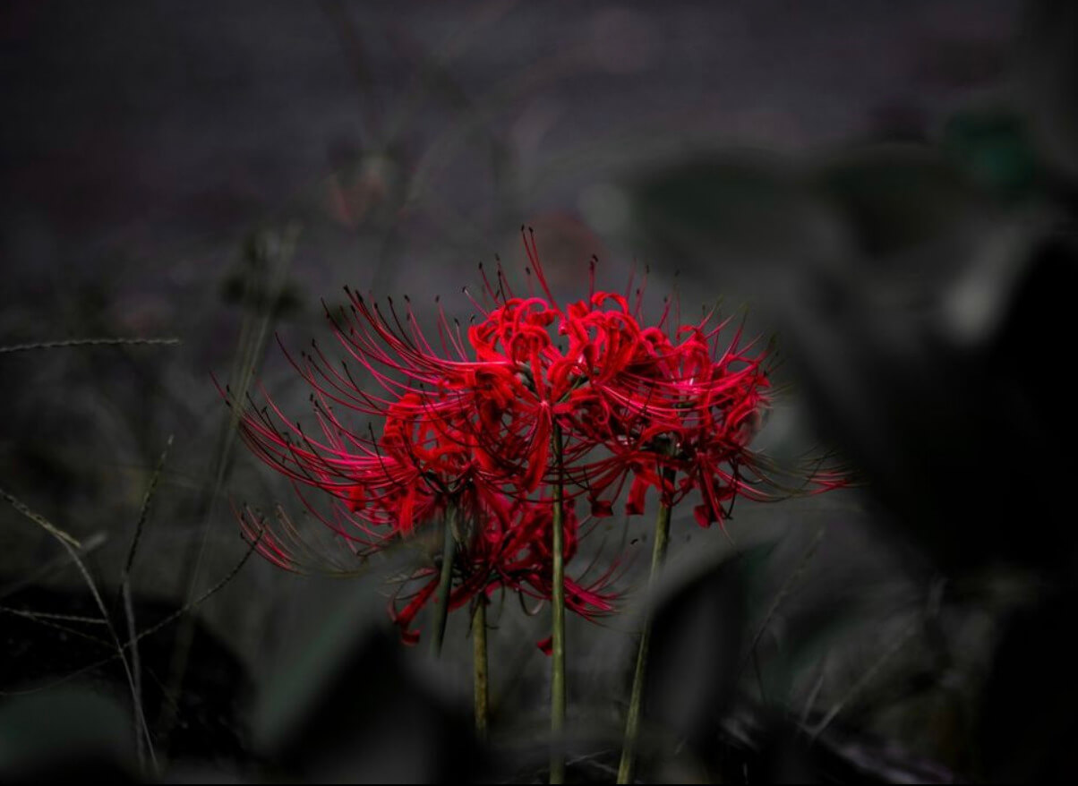 What Is The Japanese Death Flower? Interesting Facts About The Red