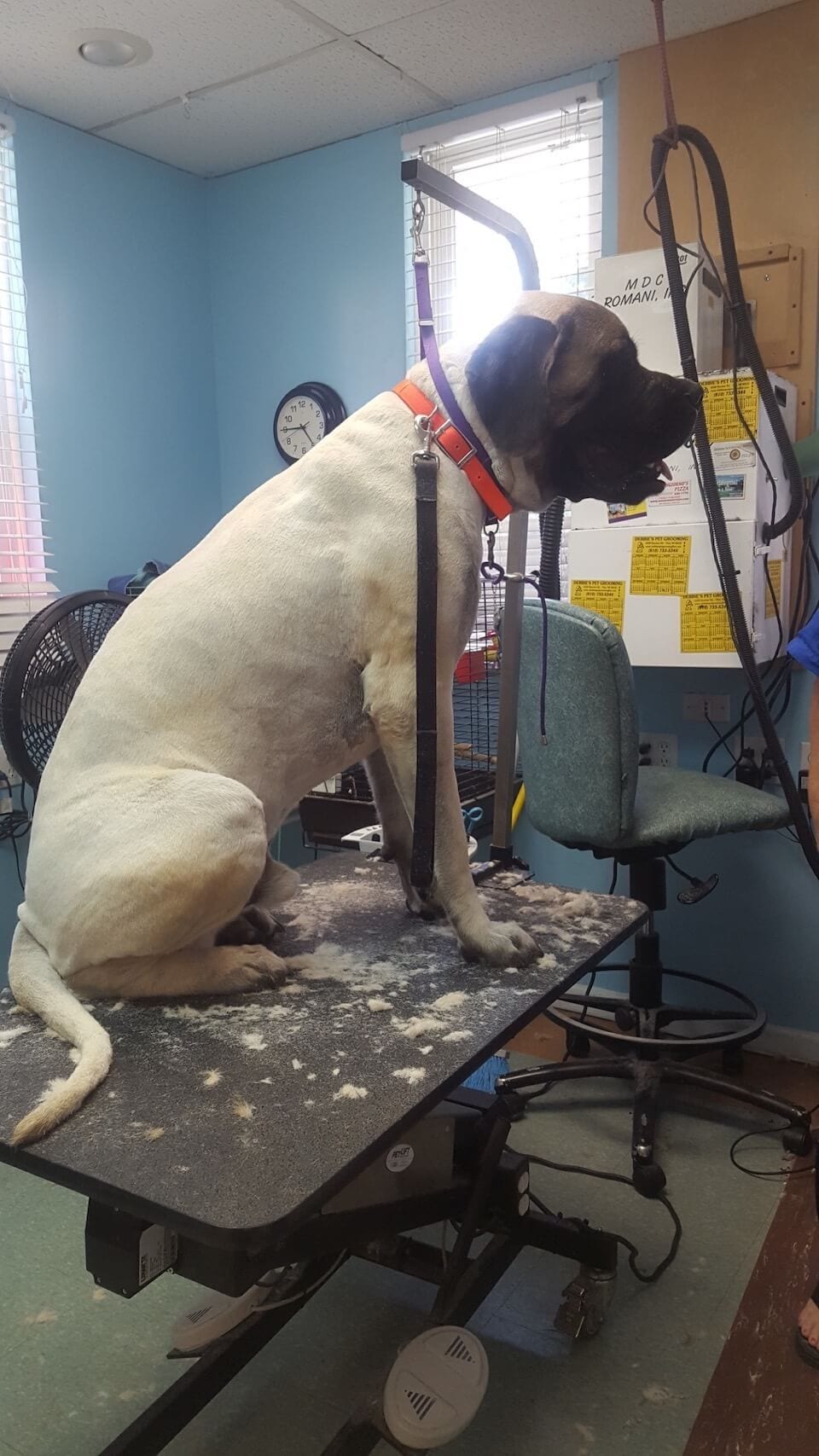 GALLERY DEBBIE'S PET GROOMING
