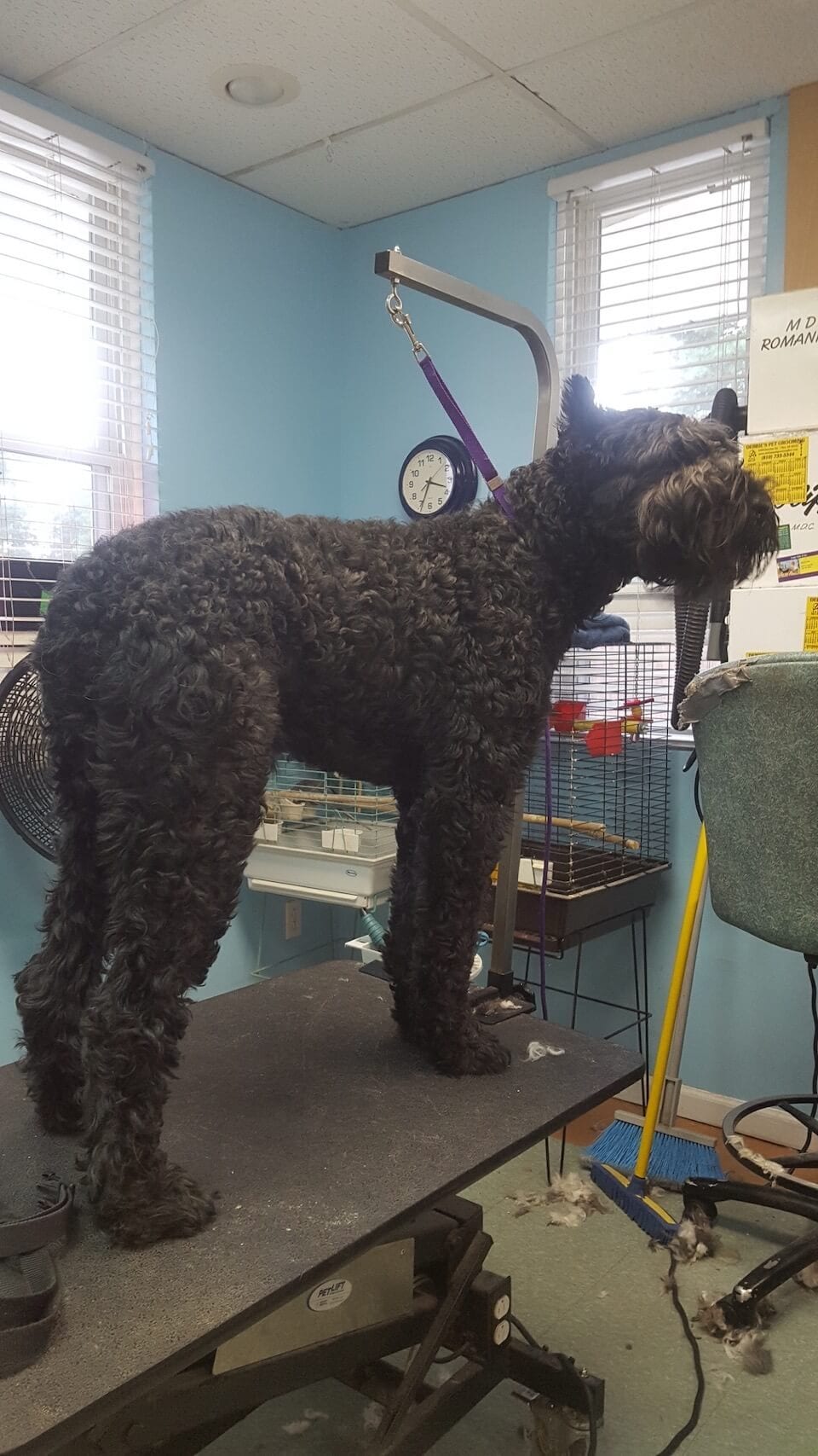 GALLERY DEBBIE'S PET GROOMING