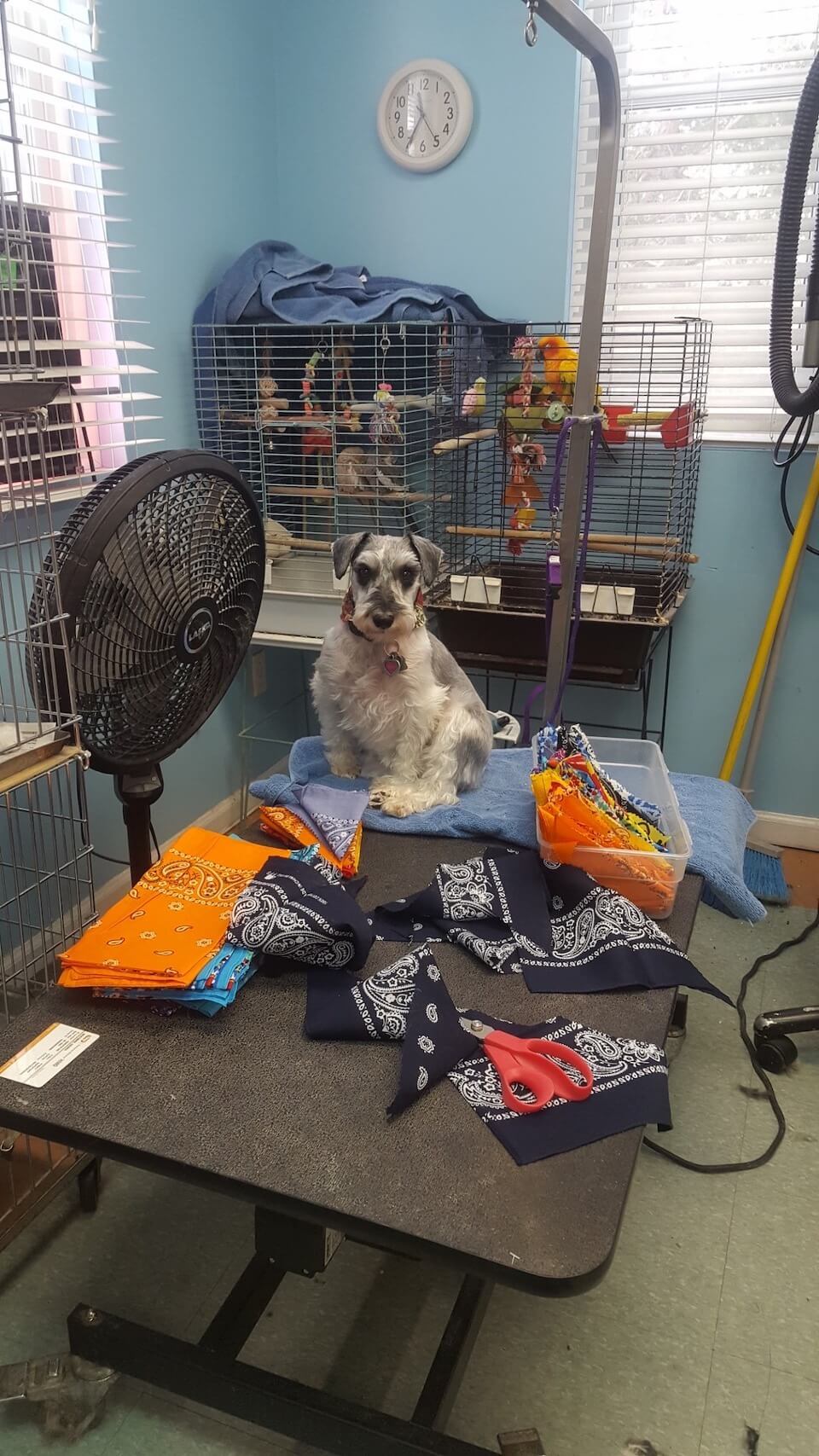 GALLERY DEBBIE'S PET GROOMING