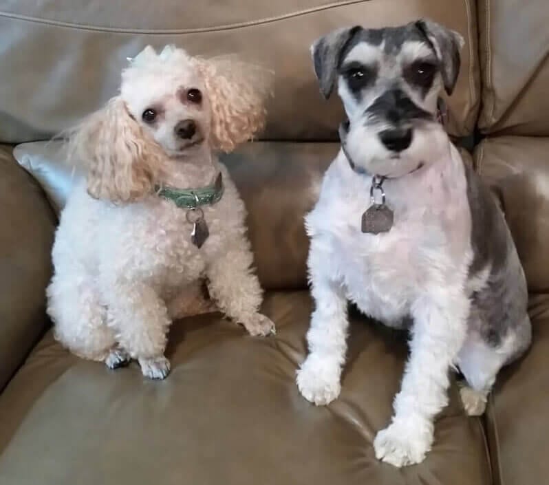 GALLERY DEBBIE'S PET GROOMING