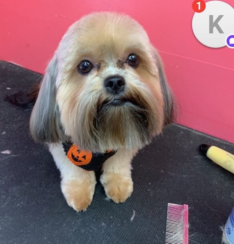 GALLERY DEBBIE'S PET GROOMING