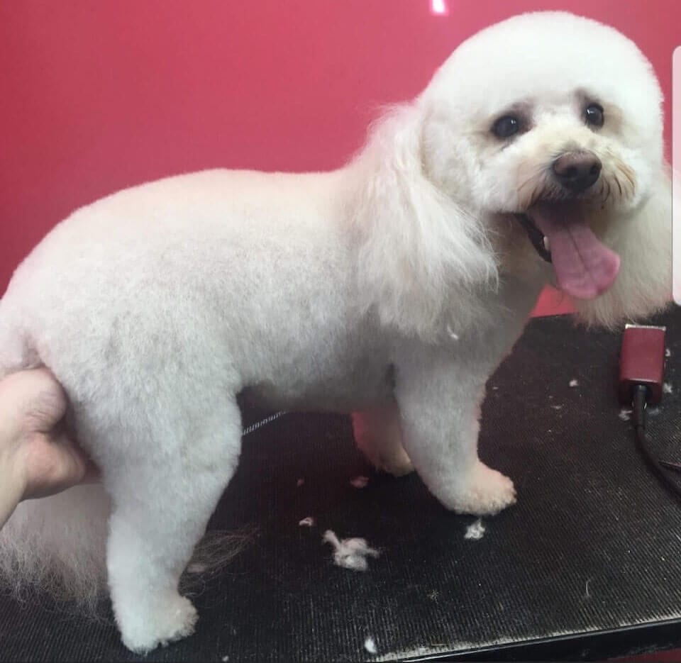 GALLERY DEBBIE'S PET GROOMING