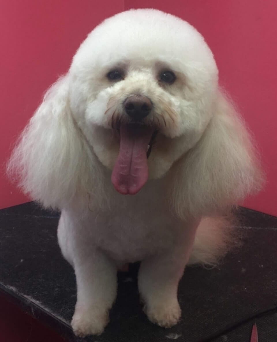 GALLERY DEBBIE'S PET GROOMING