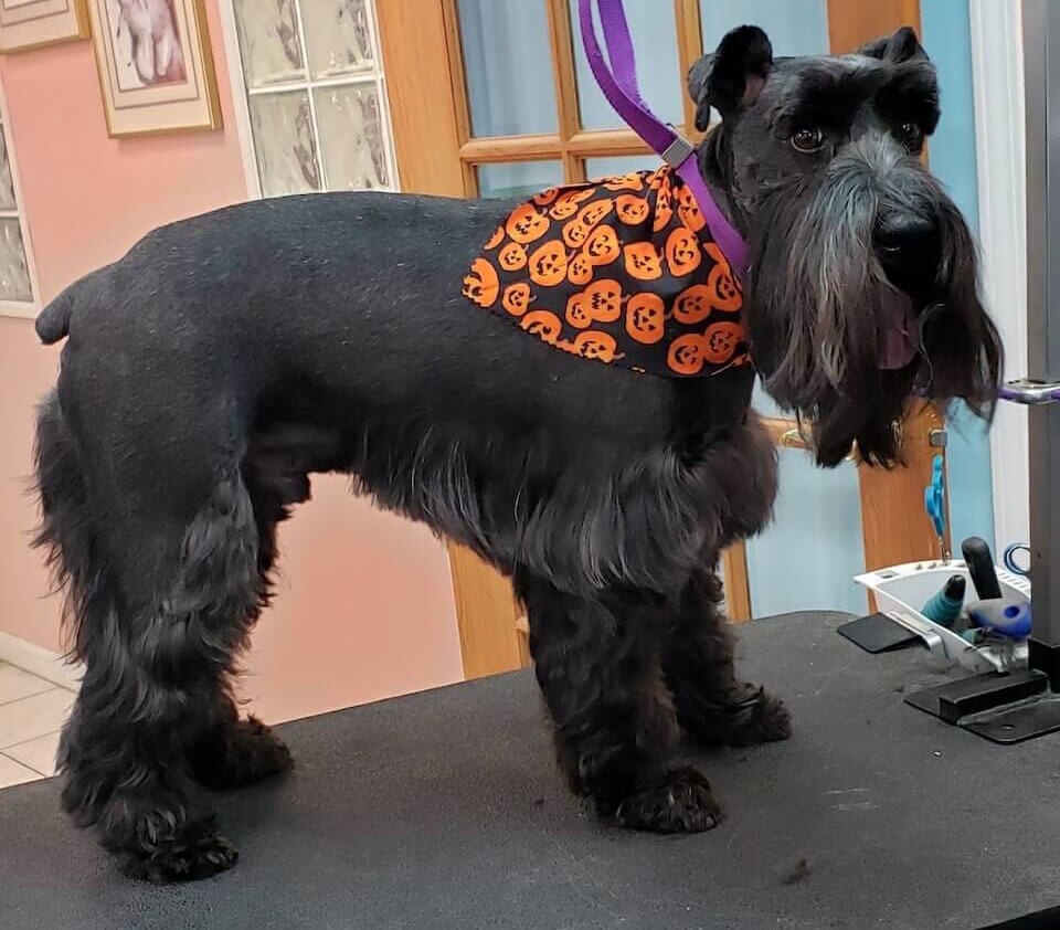 GALLERY DEBBIE'S PET GROOMING