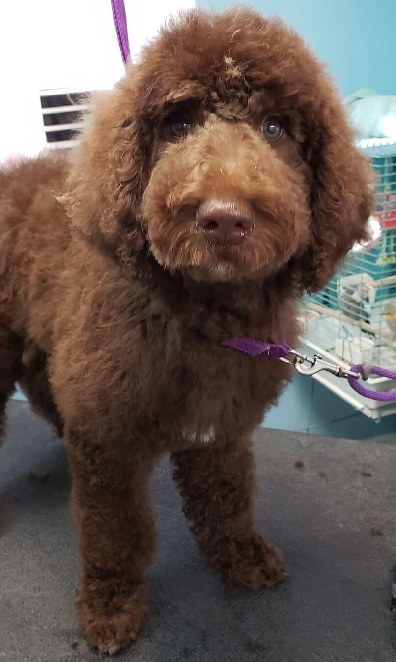 GALLERY DEBBIE'S PET GROOMING