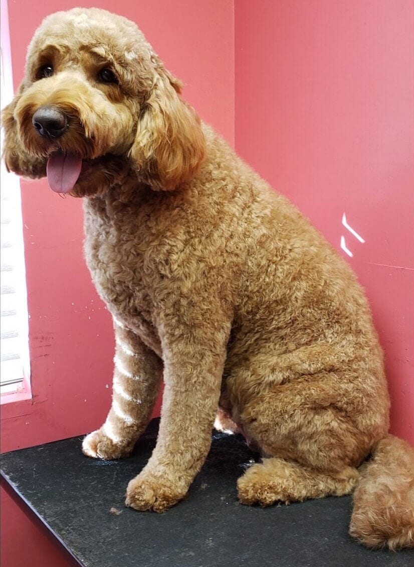 GALLERY DEBBIE'S PET GROOMING