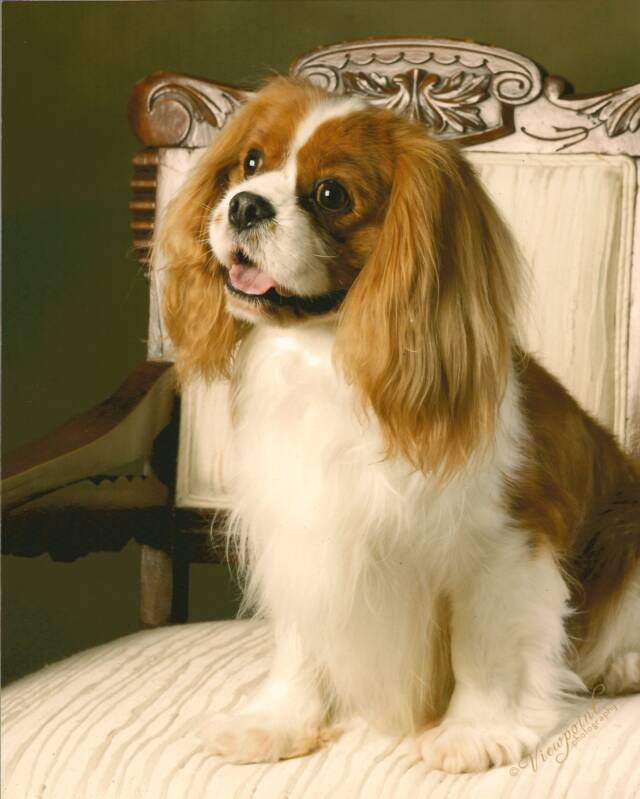 DebMar's Cavalier King Charles Spaniels