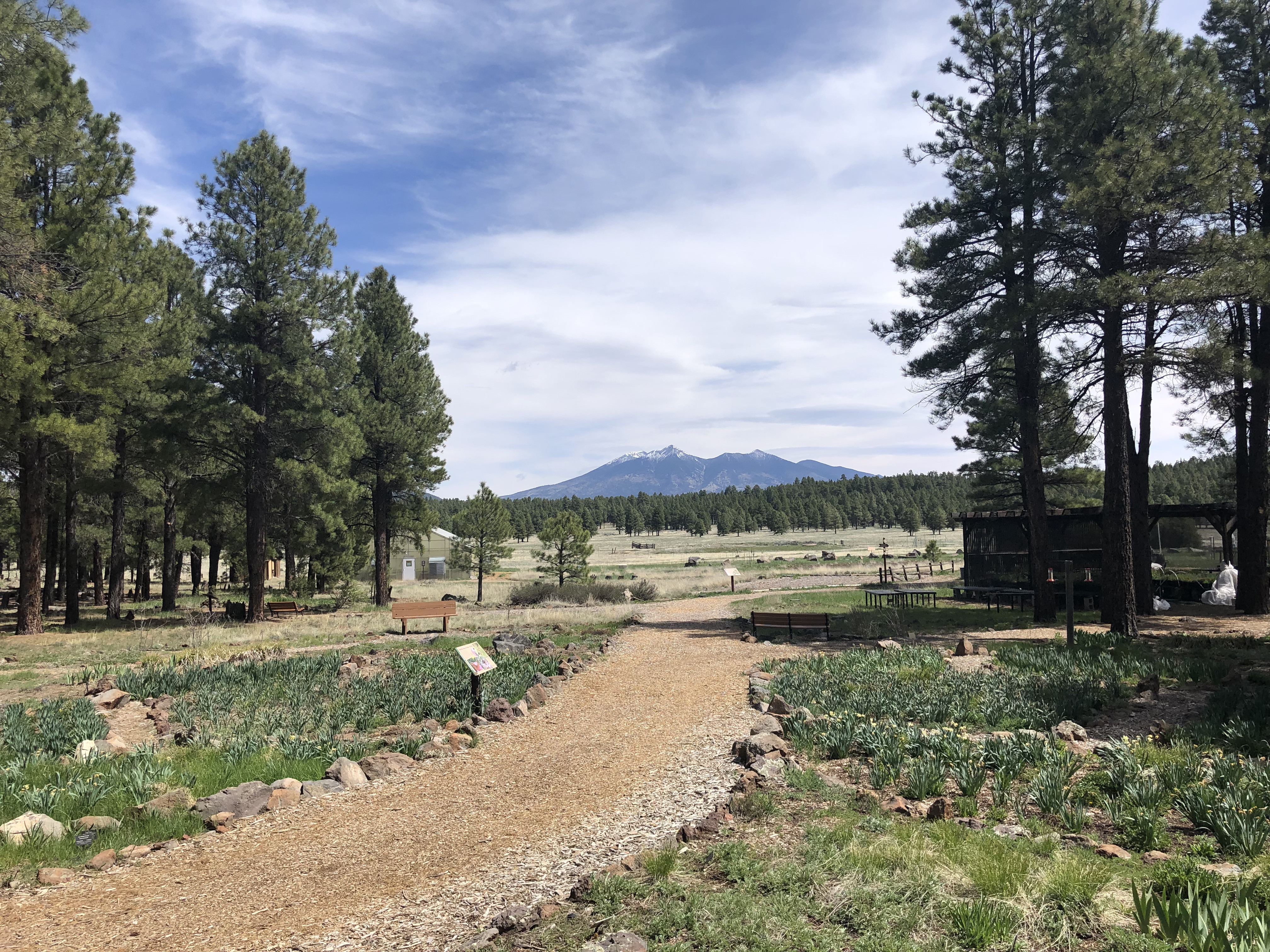 Dirt path leading away from camera toward a pine forest with a silhouette of a mountain range in the distance.
