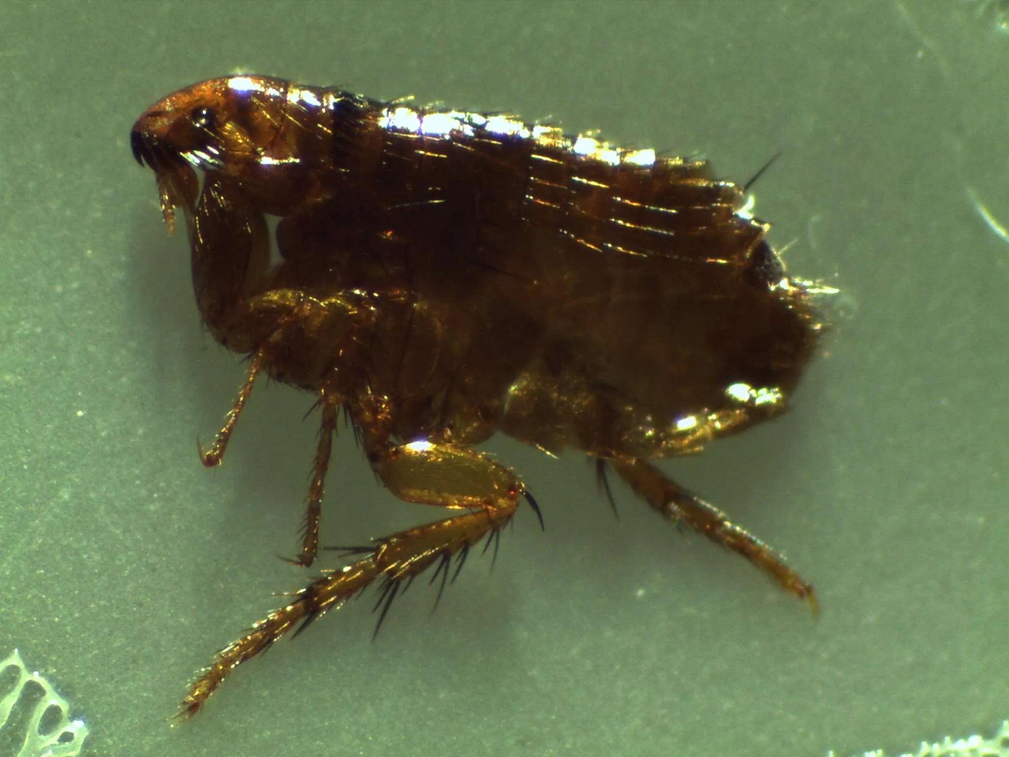What are the signs of a flea infestation?, Pest Control Fleas Rhode