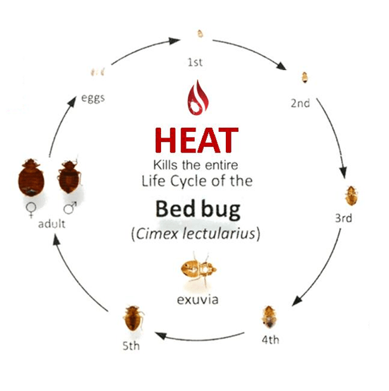Bed Bugs What To Look Like The Human Eye