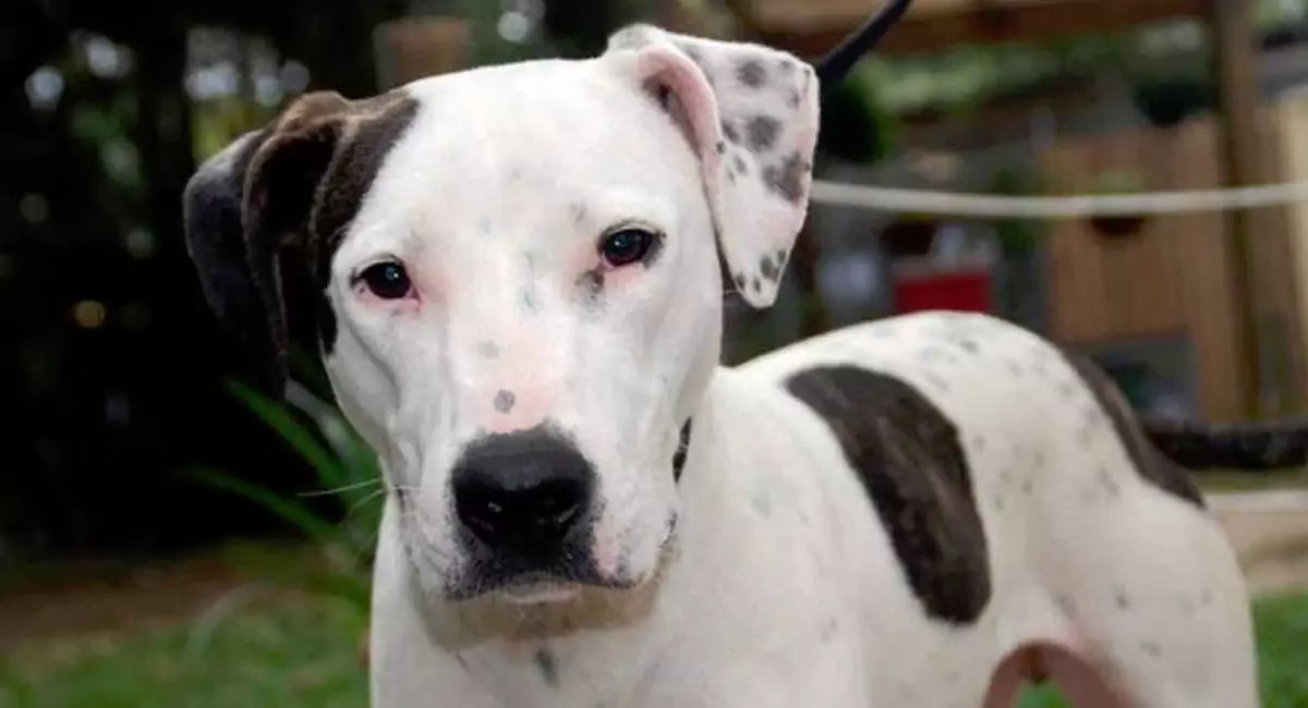 Bull Arab Dog Breed, Price, Lifespan, Temperament and Size » DecadesLife