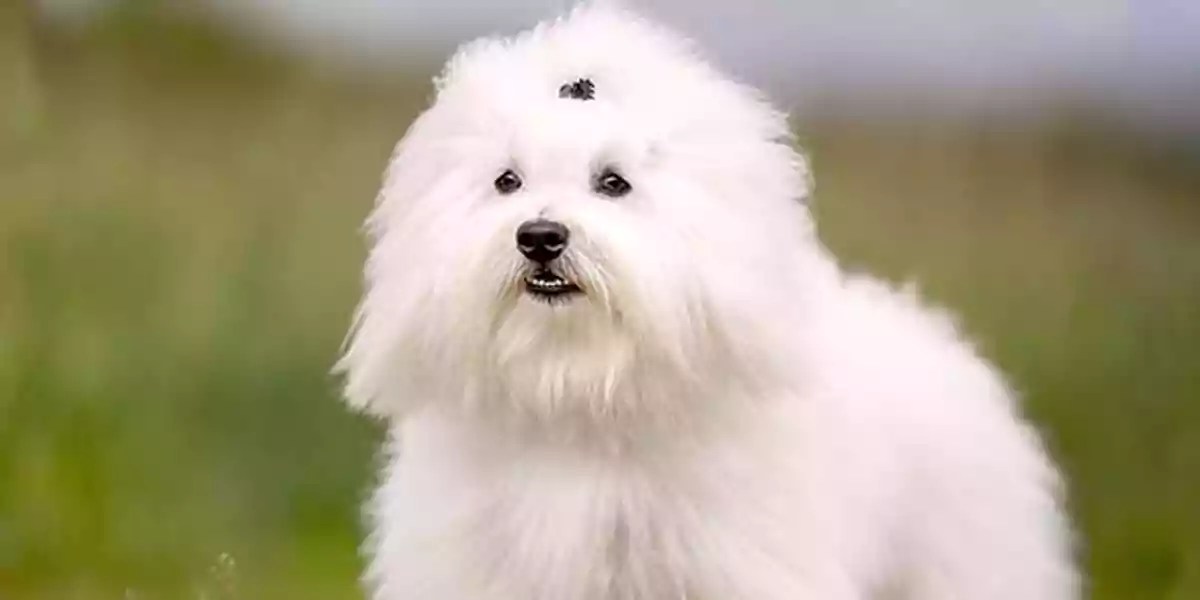 Coton de Tulear Dog Breed Price, Lifespan, Temperament and Size