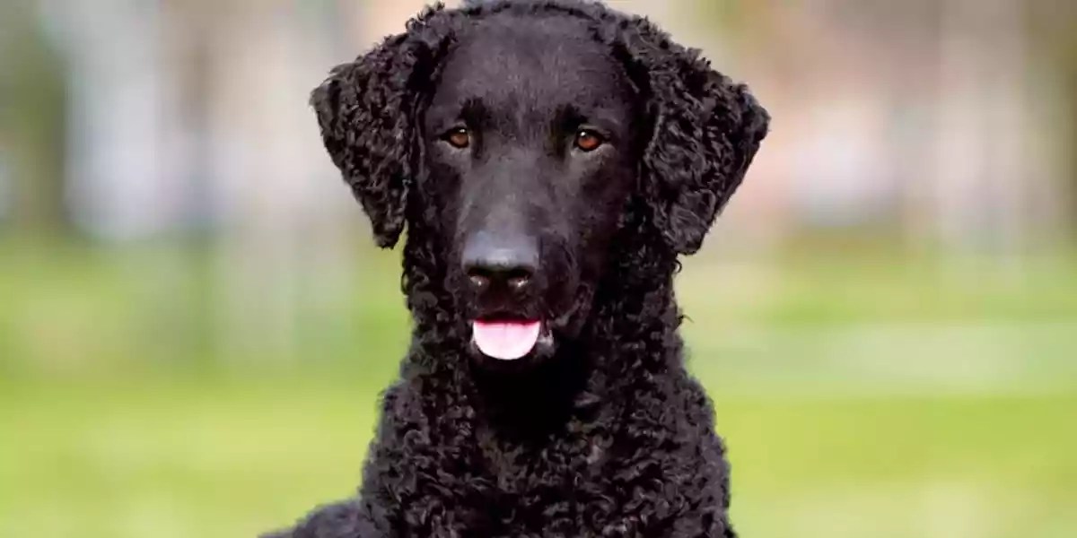 CurlyCoated Retriever Dog Breed Price, Lifespan, Temperament and Size » DecadesLife
