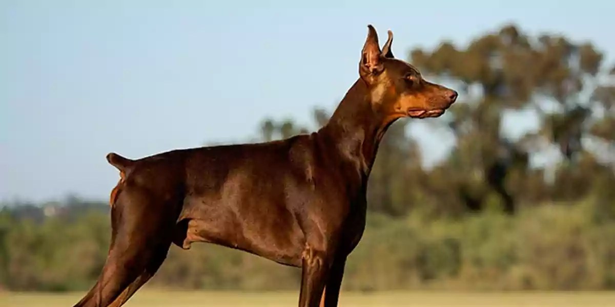 Doberman Pinscher Dog Breed Price, Lifespan, Temperament and Size