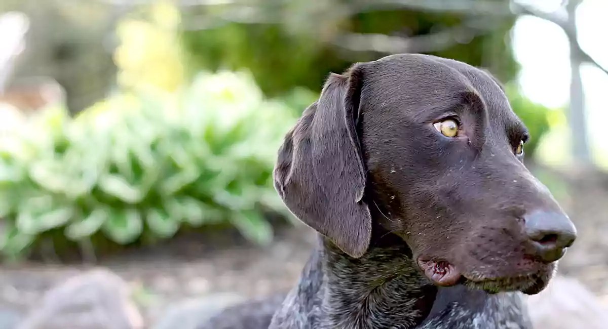 German Shorthaired Pointer Dog Breed Price, Lifespan, Temperament and