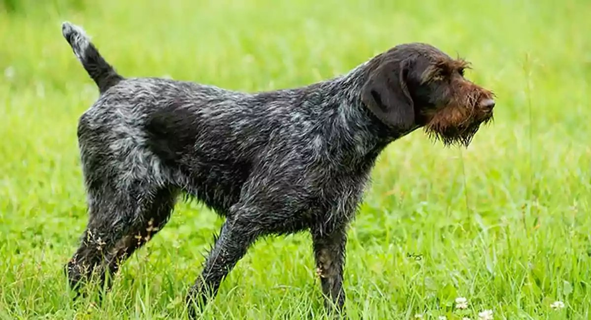 German Wirehaired Pointer Dog Breed Price, Lifespan, Temperament and