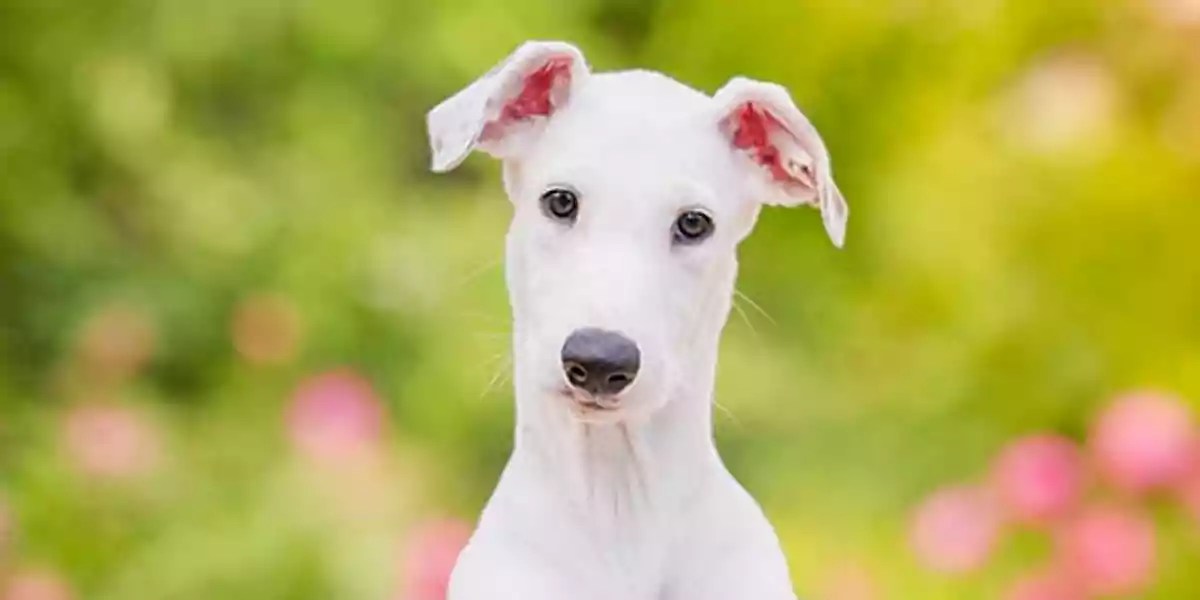 Greyhound Dog Breed Price, Lifespan, Temperament and Size » DecadesLife
