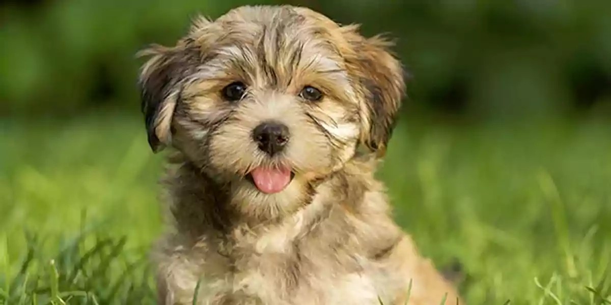 Havanese Dog Breed Price, Lifespan, Temperament and Size » DecadesLife