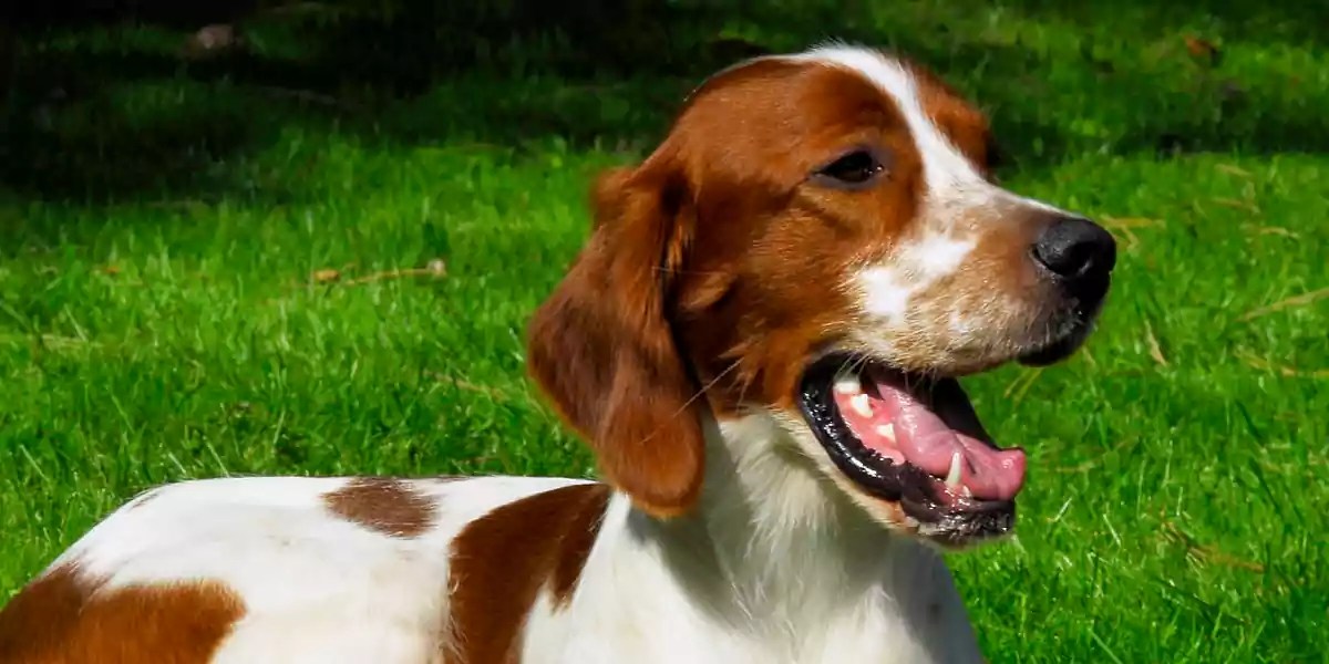 Irish Red And White Setter Dog Breed Price, Lifespan, Temperament and