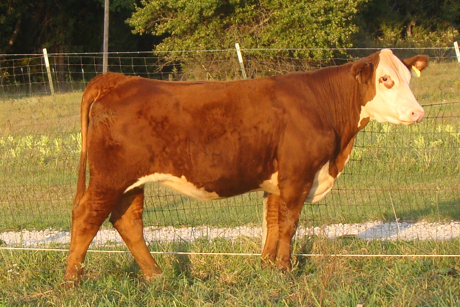 For Sale Decker Herefords