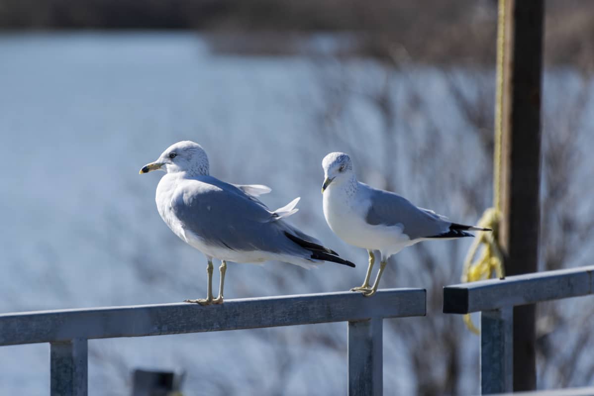 How to Keep Birds Away From Your Porch Railing Quick Tips!