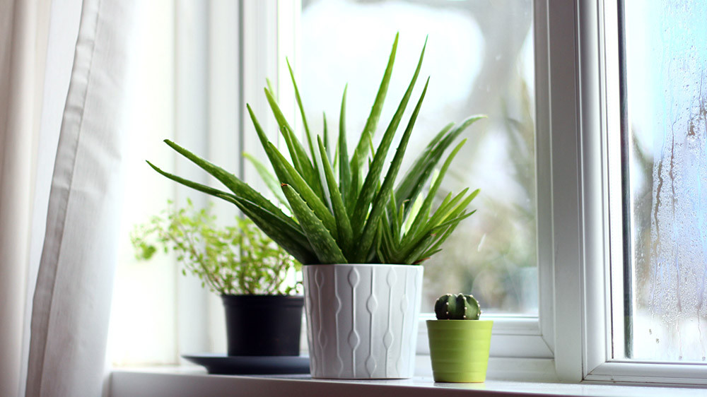 La plante Aloe vera 5 raisons de la cultiver chez soi