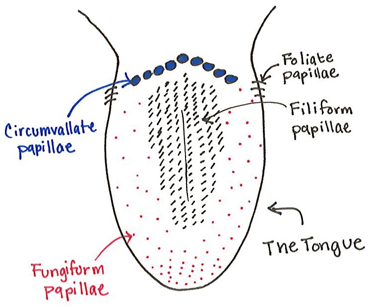 Making "Sense" of Flavor How Taste, Smell and Touch Are Involved